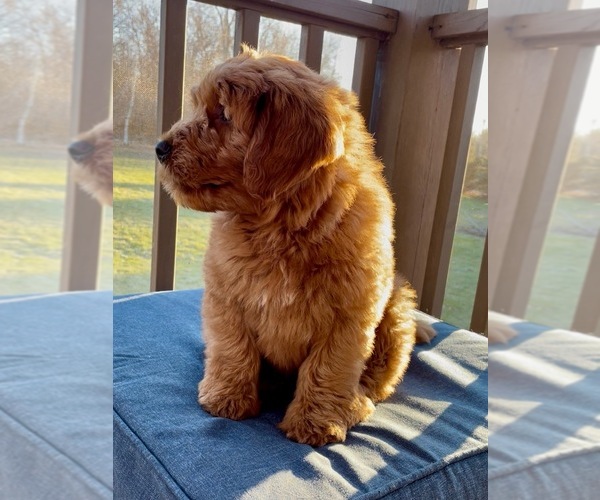 Medium Photo #4 Goldendoodle (Miniature) Puppy For Sale in RANDOLPH, WI, USA