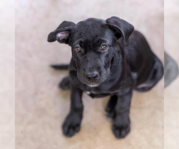 Medium Photo #10 Mutt Puppy For Sale in San Diego, CA, USA