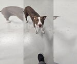 Small #1 American Staffordshire Terrier Mix