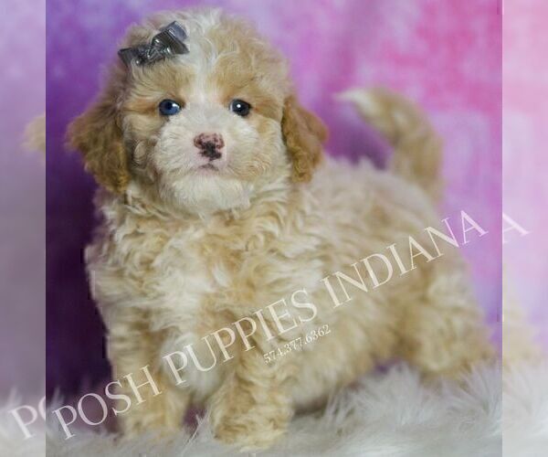 Medium Photo #91 Poodle (Toy) Puppy For Sale in WARSAW, IN, USA