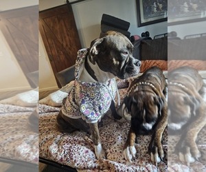 Mother of the Boxer puppies born on 05/14/2025