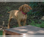 Small #6 Vizsla