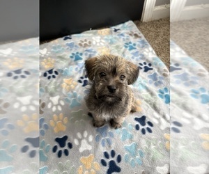 Morkie-Schnauzer (Miniature) Mix Puppy for sale in MEMPHIS, TN, USA