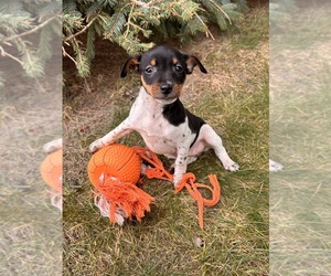 Rat Terrier Puppy for sale in MIDDLEBURY, IN, USA