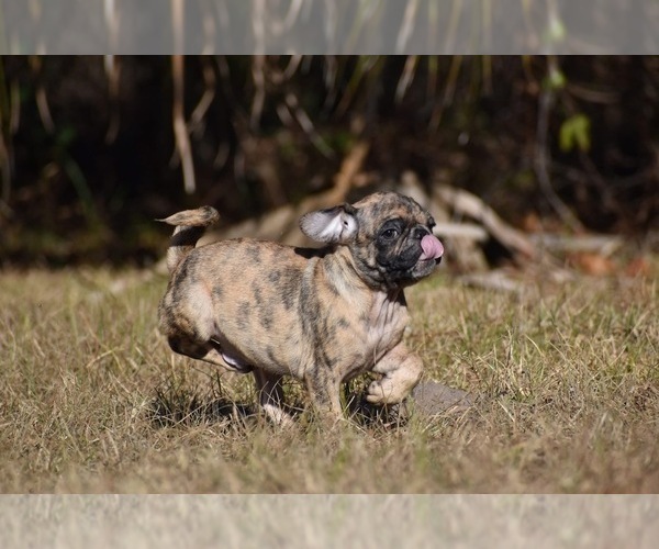 Medium Photo #7 Pug Puppy For Sale in PALM COAST, FL, USA