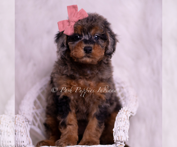 Medium Photo #3 Poodle (Miniature) Puppy For Sale in WARSAW, IN, USA