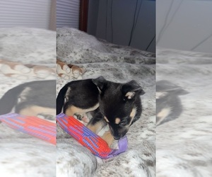 Alaskan Husky-German Shepherd Dog Mix Puppy for sale in GALVESTON, IN, USA