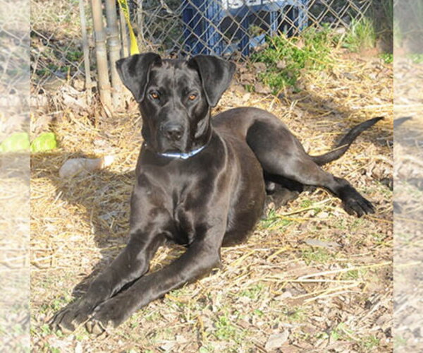 Medium Photo #3 Great Dane-Unknown Mix Puppy For Sale in Newfoundland, PA, USA