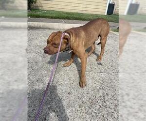 American Pit Bull Terrier Dogs for adoption in Houston, TX, USA