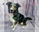 Small #1 Border Collie Mix