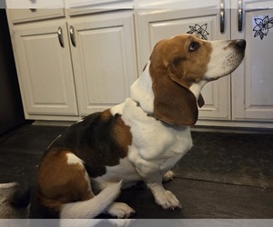 Mother of the Basset Hound puppies born on 06/13/2025