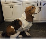 Small Photo #1 Basset Hound Puppy For Sale in PORTLAND, TN, USA
