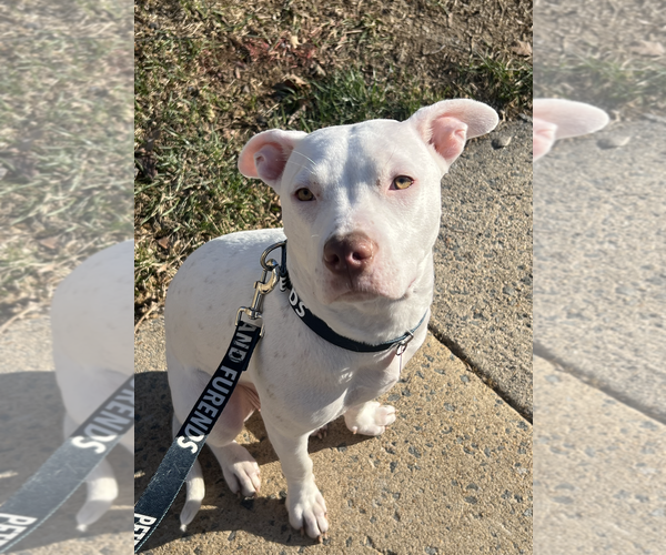 Medium Photo #2 Mutt Puppy For Sale in Rockville, MD, USA