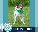 Small #5 Jack Russell Terrier Mix