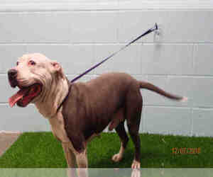 American Bulldog-Unknown Mix Dogs for adoption in St. Cloud, FL, USA