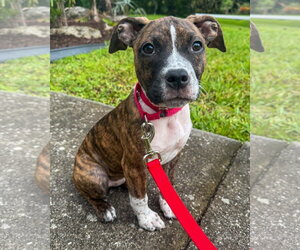 American Pit Bull Terrier-American Staffordshire Terrier Mix Dogs for adoption in Lighthouse Point, FL, USA