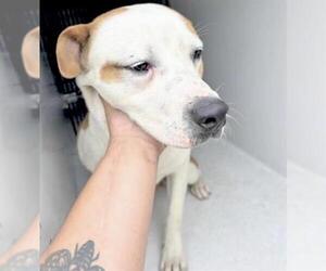 Mutt Dogs for adoption in Houston, TX, USA