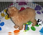 Small Photo #13 Poodle (Toy) Puppy For Sale in ORO VALLEY, AZ, USA