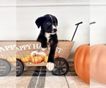 Small #4 Border Collie