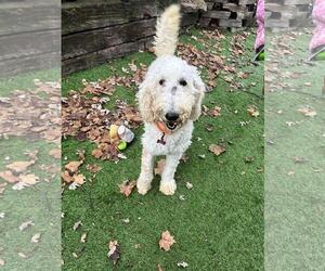 Poodle (Standard)-Unknown Mix Dogs for adoption in Coldwater, MI, USA