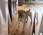Small Photo #7 Boerboel Puppy For Sale in LITTLE ROCK, AR, USA