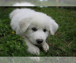 Small Photo #2 Great Pyrenees Puppy For Sale in BROOKSTON, MN, USA