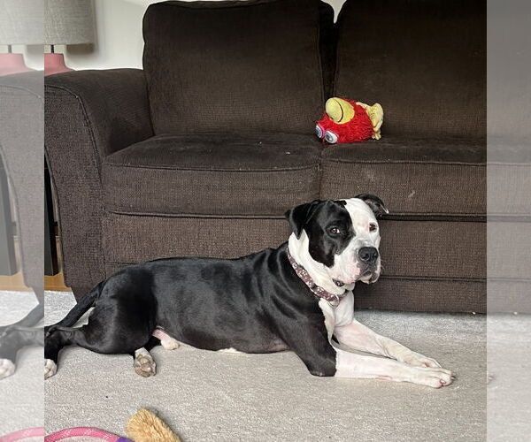 Medium Photo #17 American Pit Bull Terrier-Unknown Mix Puppy For Sale in Fargo, ND, USA