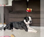 Small #16 American Pit Bull Terrier Mix