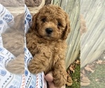 Puppy 2 Goldendoodle (Miniature)