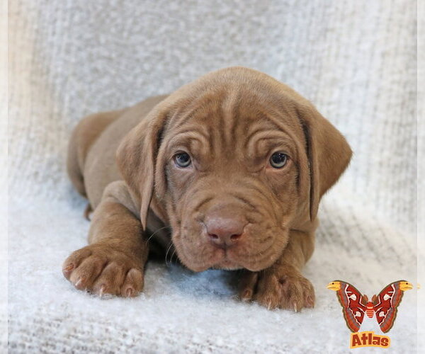 Medium Photo #5 Mutt Puppy For Sale in Wakefield, RI, USA