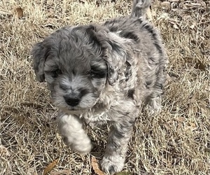 Double Doodle Puppy for sale in COLLIERVILLE, TN, USA