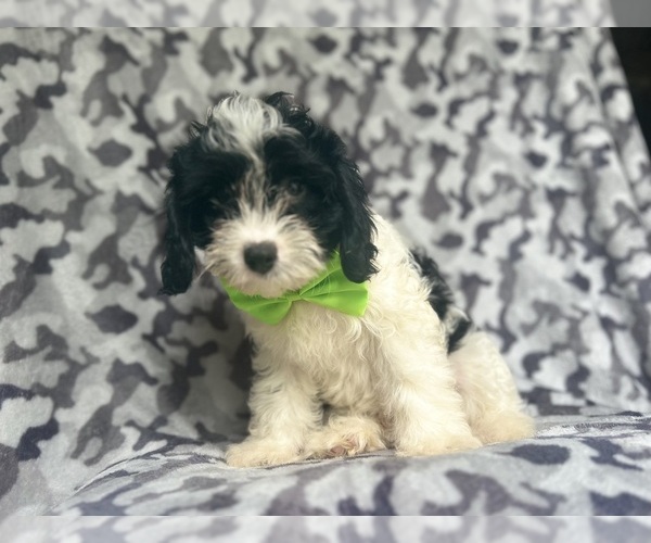 Medium Photo #3 Cavapoo Puppy For Sale in LAKELAND, FL, USA