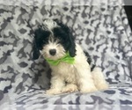 Small #2 Cavapoo