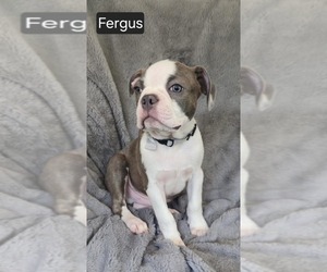 Boston Terrier Puppy for sale in MINERAL WELLS, WV, USA