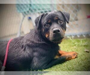 Medium Rottweiler
