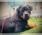 Small Rottweiler
