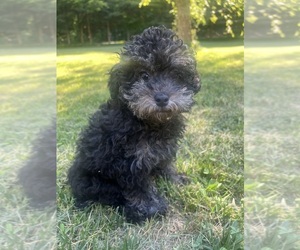 Poodle (Miniature) Puppy for sale in DURHAM, CT, USA