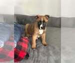 Small #4 Boxer Mix