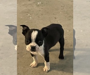 Boston Terrier Puppy for sale in DEL VALLE, TX, USA