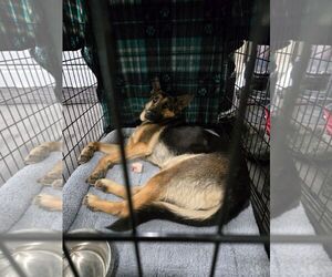German Shepherd Dog Dogs for adoption in LOGANVILLE, GA, USA