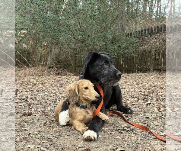 Medium Photo #2 Labrador Retriever-Unknown Mix Puppy For Sale in Spring Lake, NC, USA