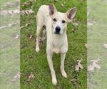Small #1 German Shepherd Dog Mix