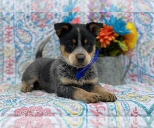 Texas Heeler Puppy for sale in LANCASTER, PA, USA
