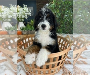 Bernedoodle Puppy for Sale in GREENFIELD, Indiana USA