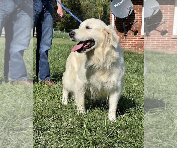 Medium Photo #2 Golden Retriever Puppy For Sale in NEOLA, WV, USA