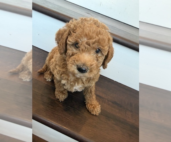 Medium Photo #19 Labradoodle Puppy For Sale in THOUSAND OAKS, CA, USA