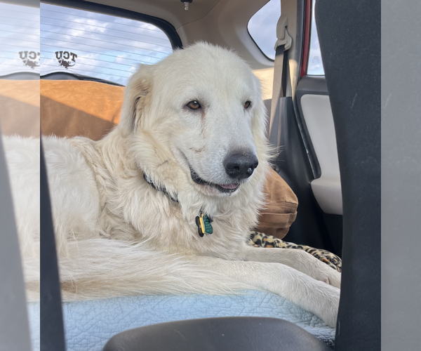 Medium Photo #1 Great Pyrenees Puppy For Sale in Dallas, TX, USA