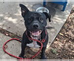 Small #1 American Pit Bull Terrier