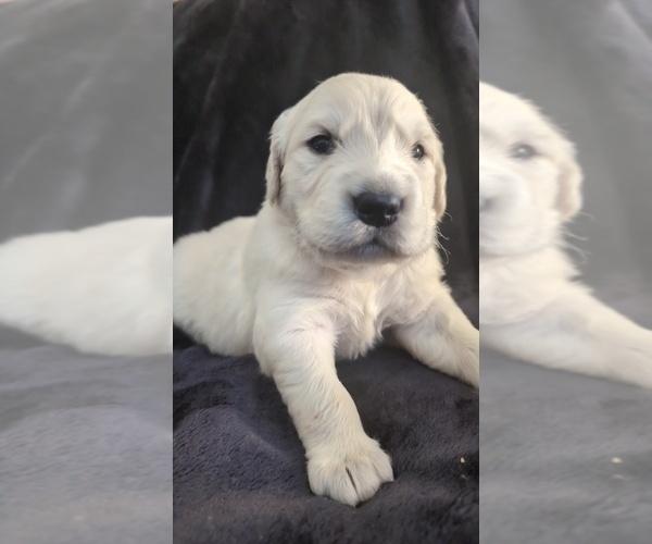 Medium Photo #3 Golden Retriever Puppy For Sale in MODESTO, CA, USA