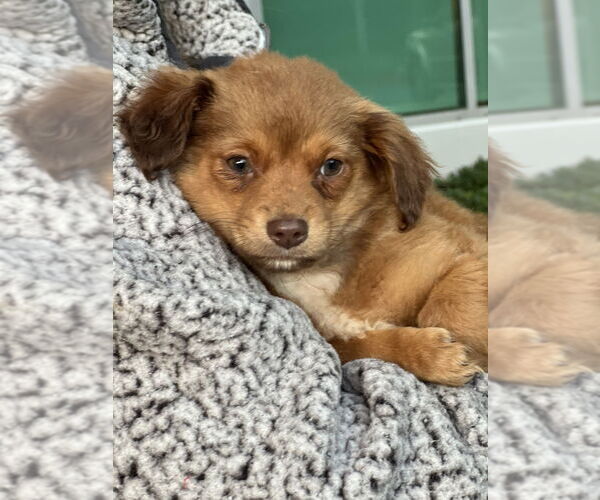 Medium Photo #1 Colonial Cocker Spaniel-Unknown Mix Puppy For Sale in Dana Point, CA, USA
